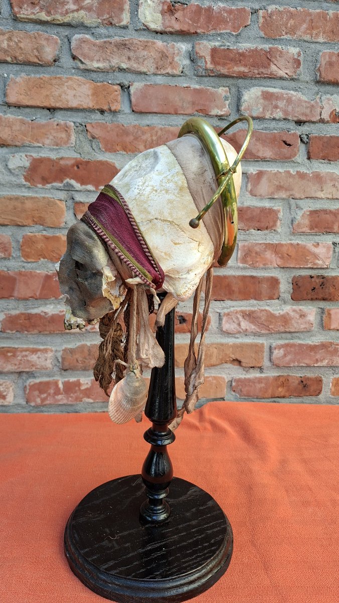 Skull Of A Paracas Dignitary-photo-4