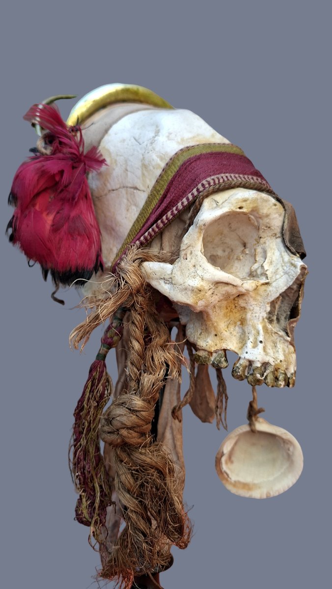 Skull Of A Paracas Dignitary-photo-2