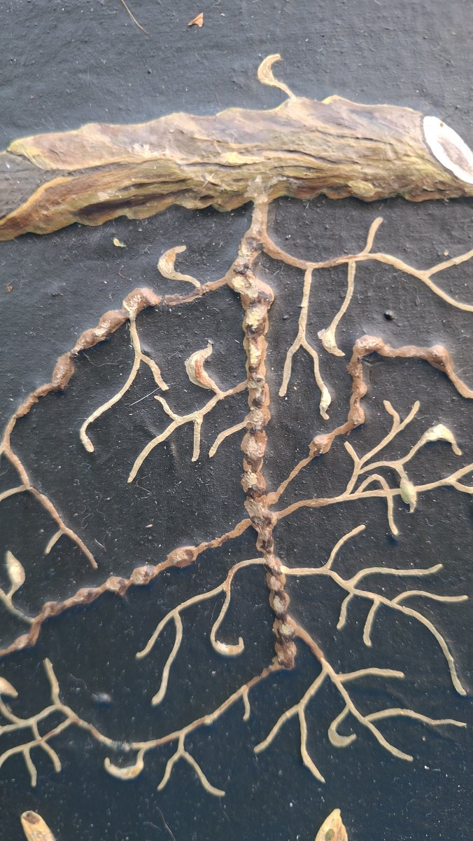 planche didactique illustrant le phylloxera XIXe-photo-1