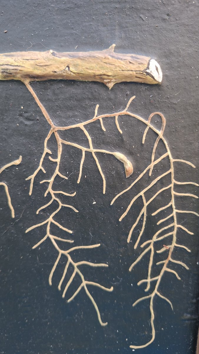 planche didactique illustrant le phylloxera XIXe-photo-2