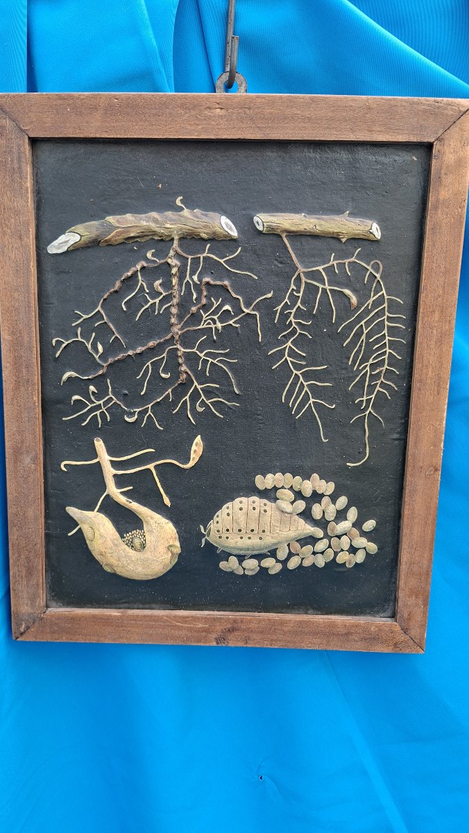 planche didactique illustrant le phylloxera XIXe