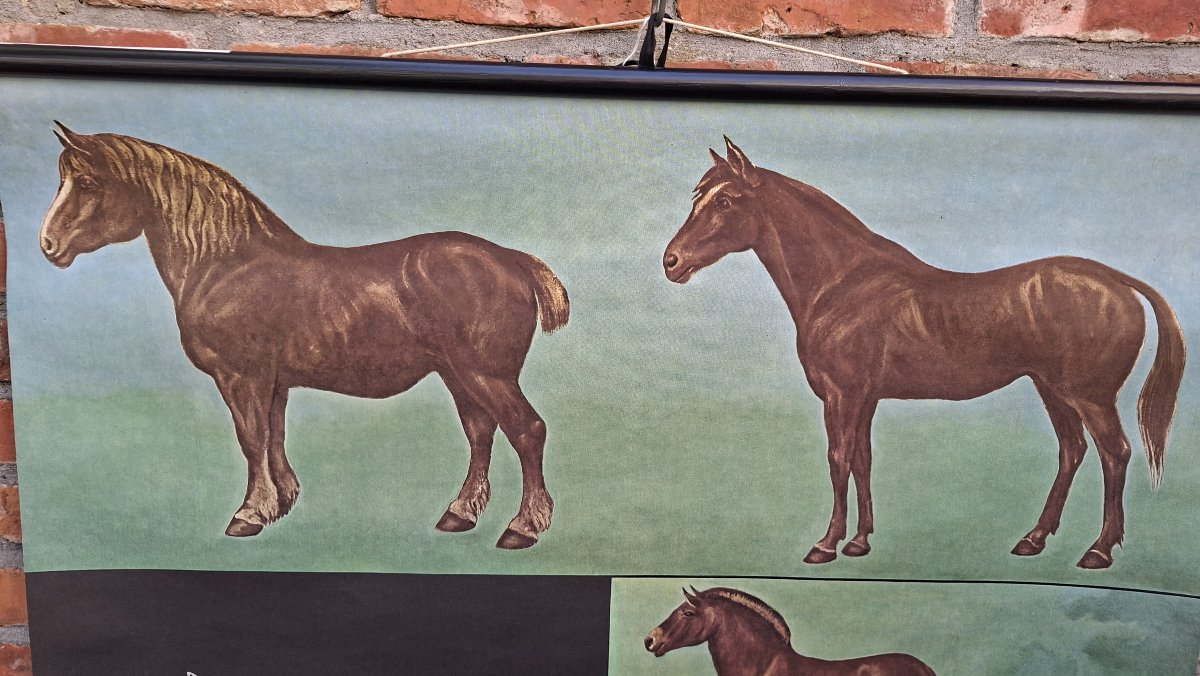 panneau didactique sur fond noir : le cheval.... -photo-2