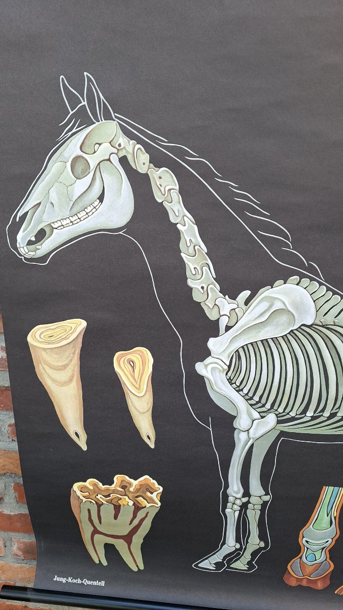 panneau didactique sur fond noir : le cheval.... -photo-1