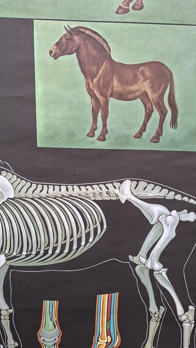 panneau didactique sur fond noir : le cheval.... -photo-2