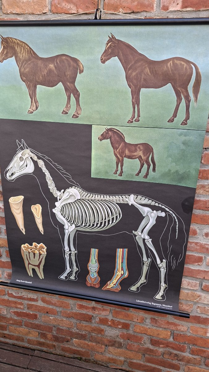 panneau didactique sur fond noir : le cheval.... 