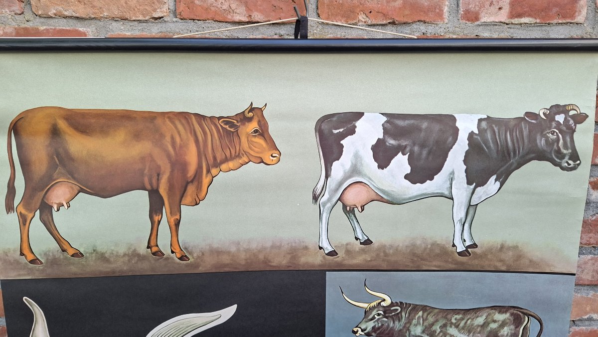 School Sign: "all About Cows"-photo-2