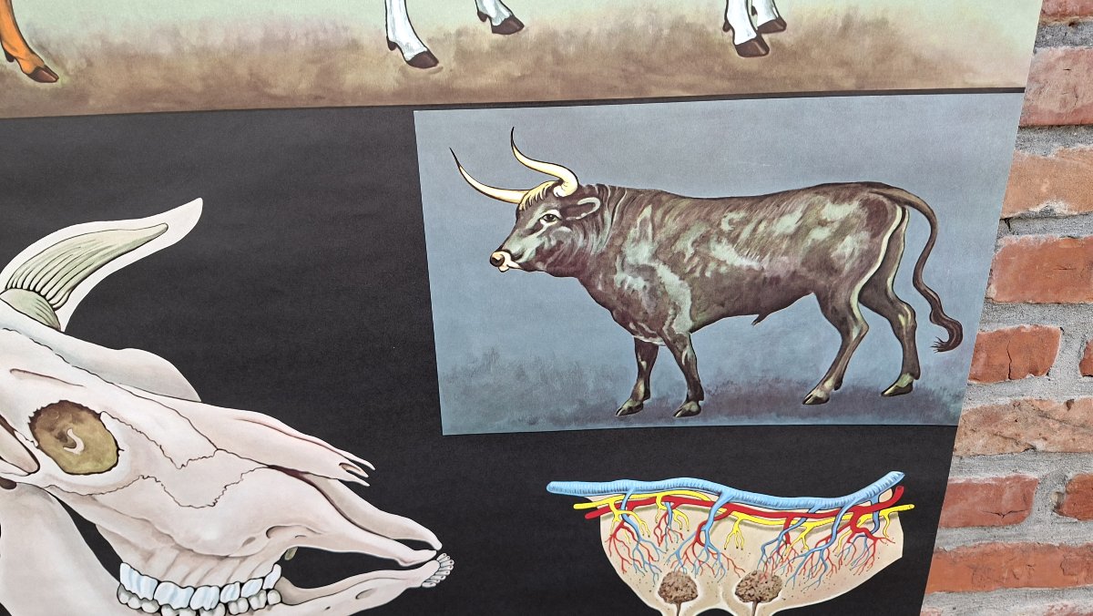 School Sign: "all About Cows"-photo-3