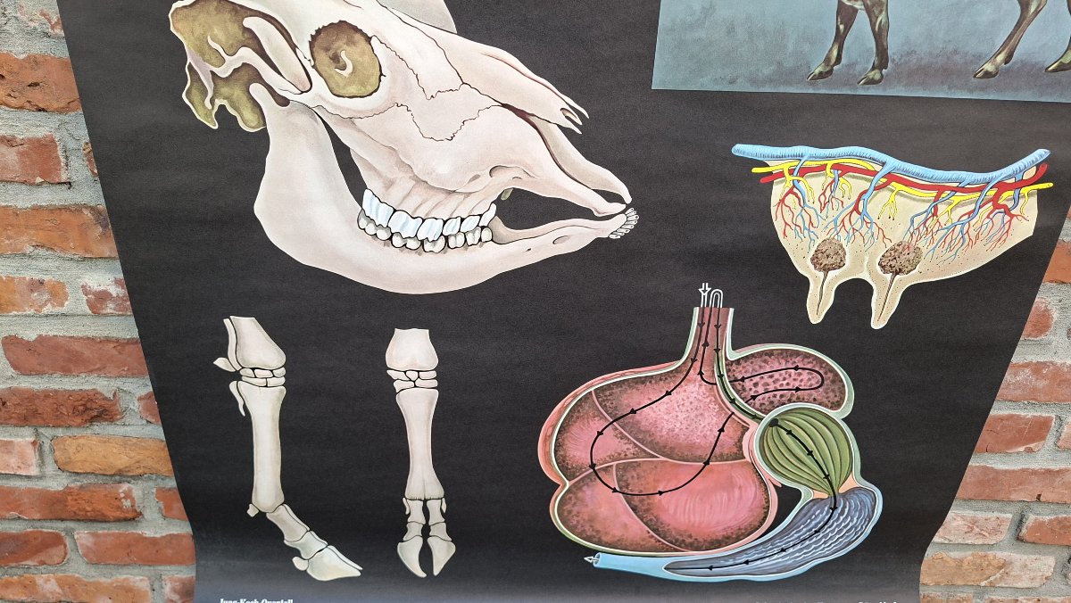 School Sign: "all About Cows"-photo-4