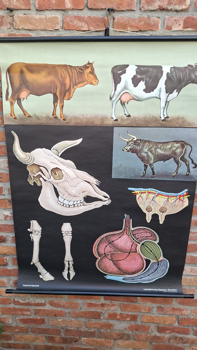 School Sign: "all About Cows"