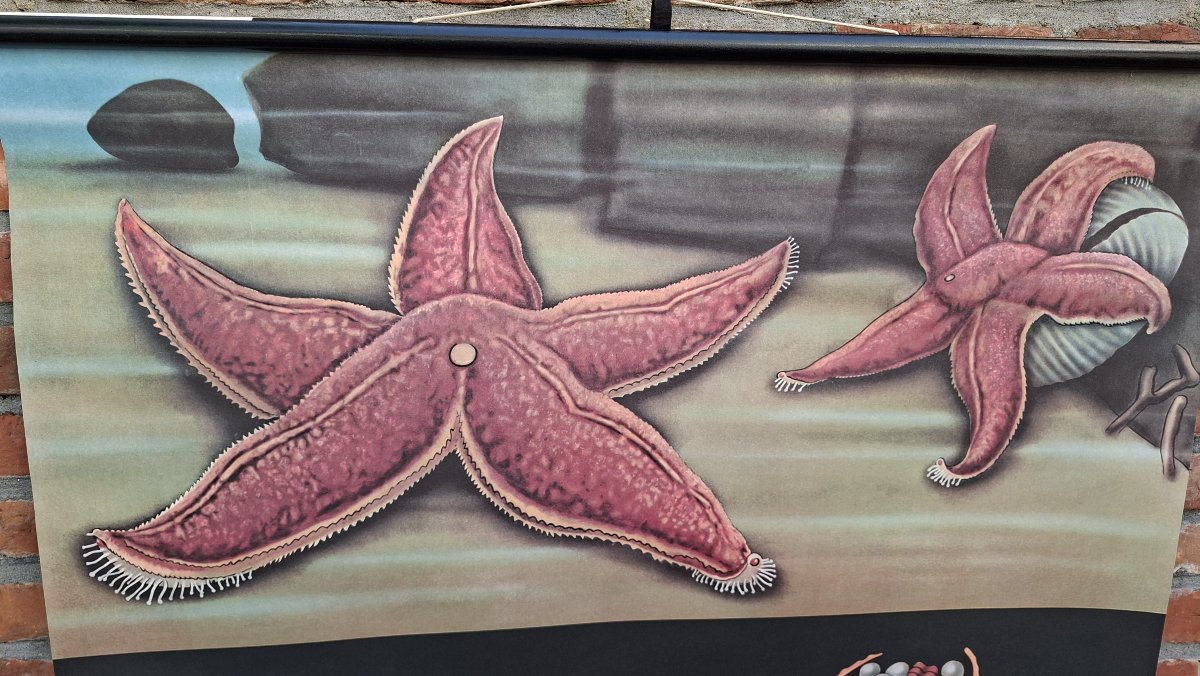 Last Poster In The Series: The Starfish-photo-3