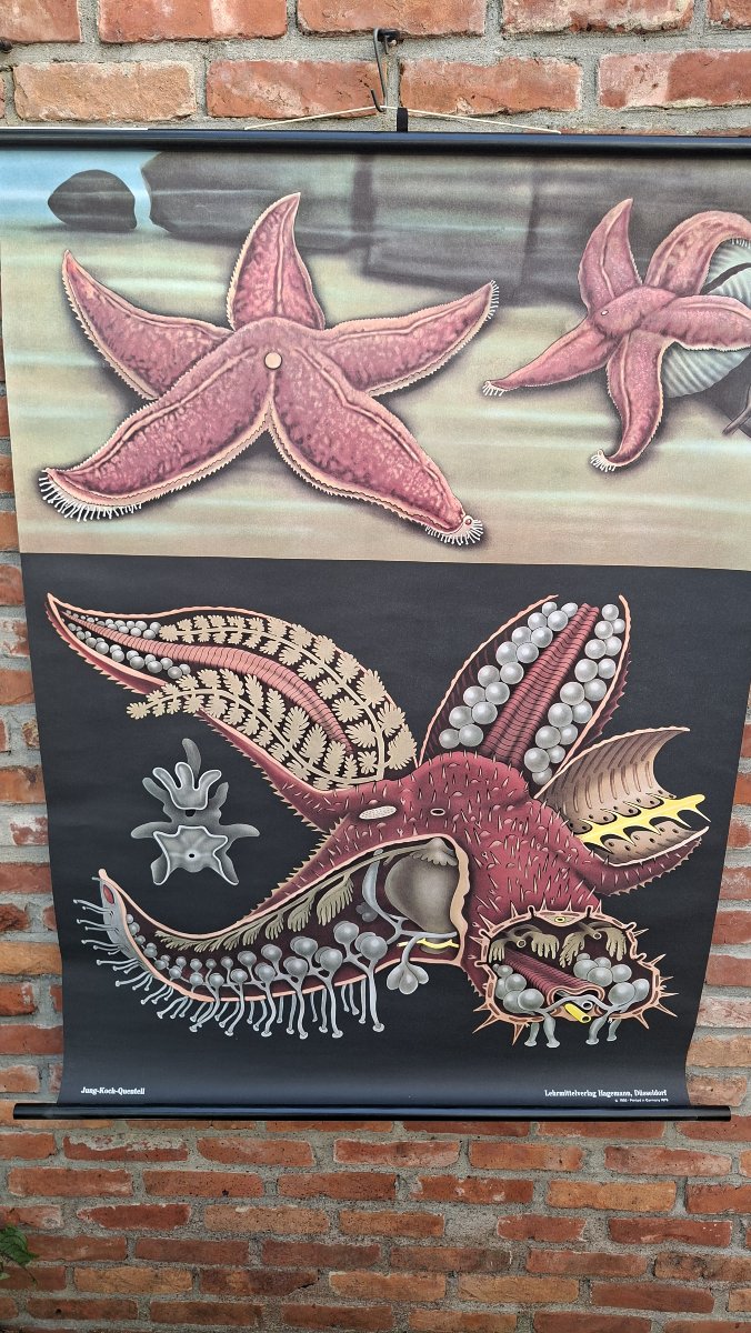 Last Poster In The Series: The Starfish