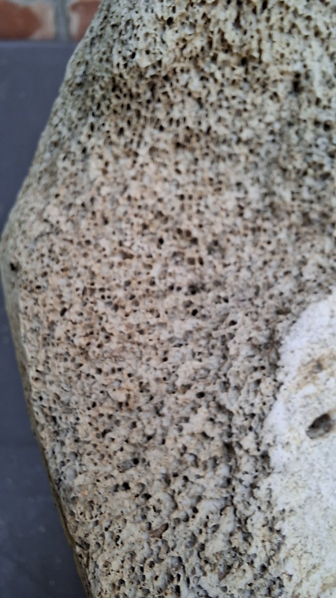 Large Fossil: Mammoth Vertebra On A Pedestal -photo-2
