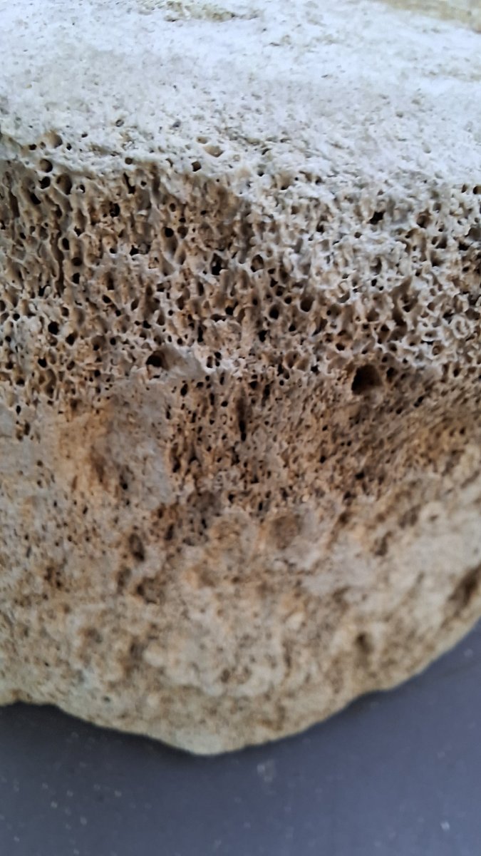 Large Fossil: Mammoth Vertebra On A Pedestal -photo-3