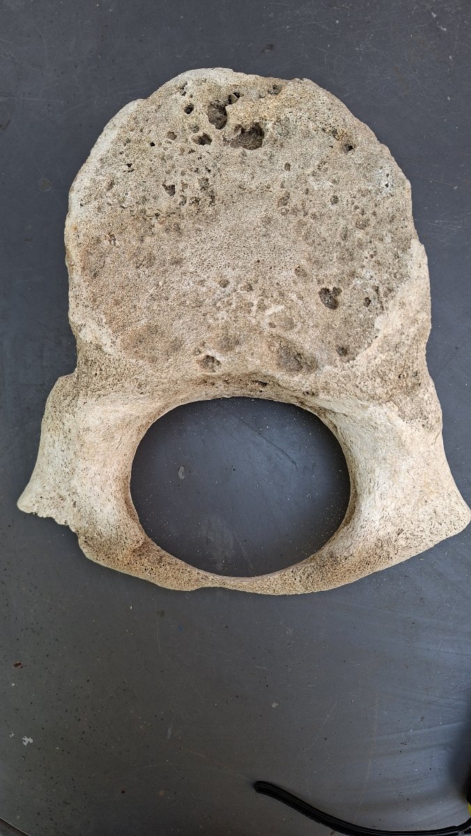Large Fossil: Mammoth Vertebra On A Pedestal -photo-4