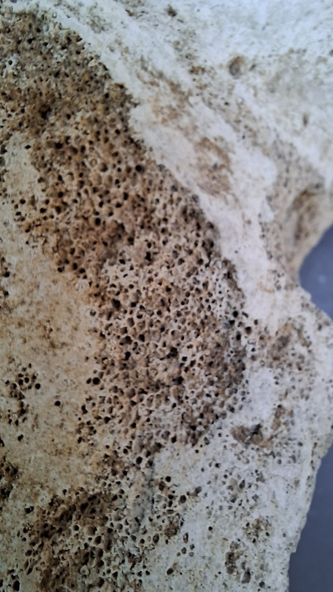 Large Fossil: Mammoth Vertebra On A Pedestal -photo-1