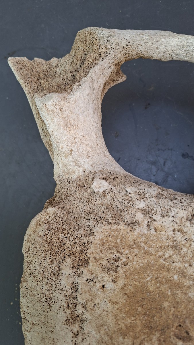 Large Fossil: Mammoth Vertebra On A Pedestal -photo-2