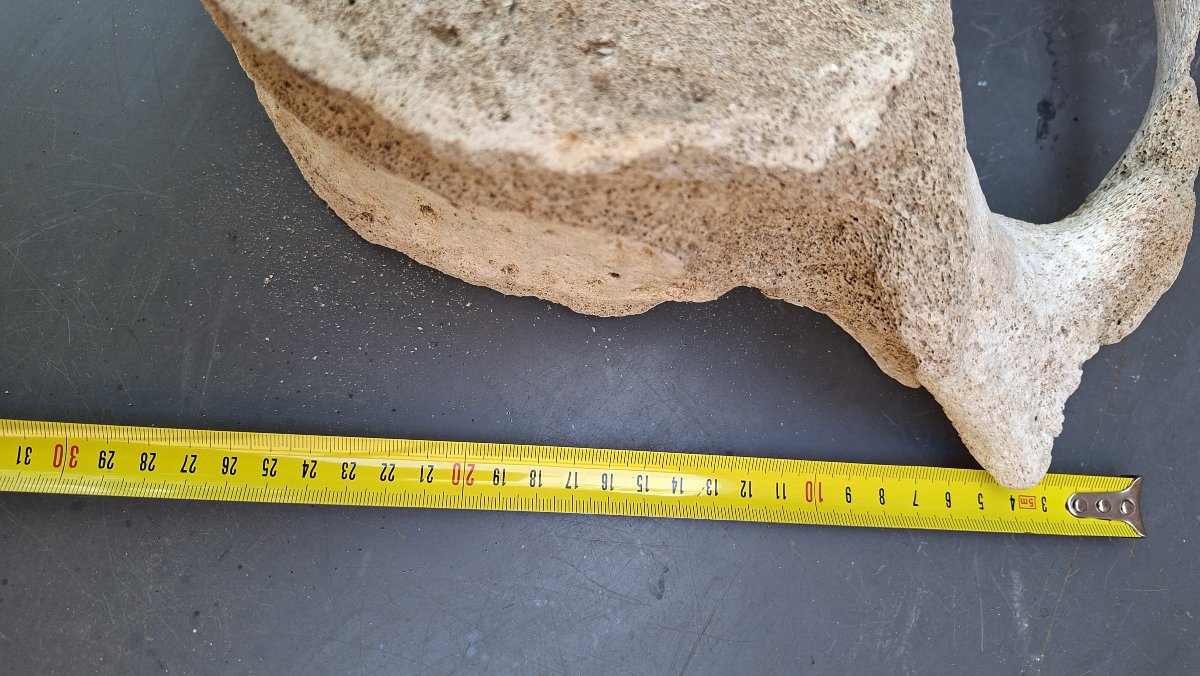 Large Fossil: Mammoth Vertebra On A Pedestal -photo-3