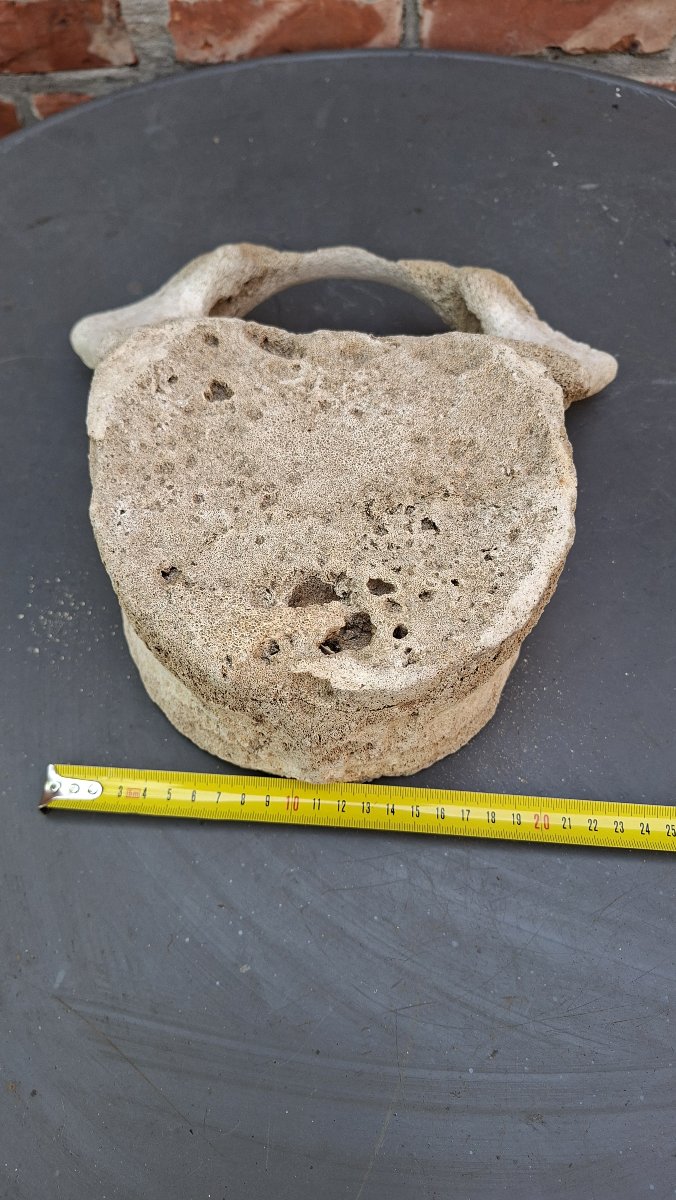 Large Fossil: Mammoth Vertebra On A Pedestal -photo-4