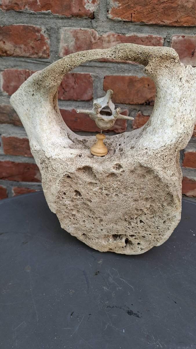 Large Fossil: Mammoth Vertebra On A Pedestal -photo-5