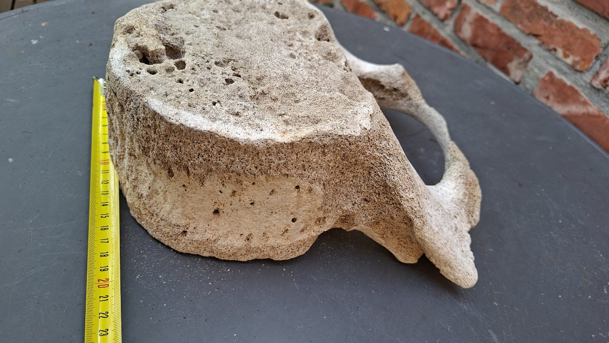 Large Fossil: Mammoth Vertebra On A Pedestal -photo-6