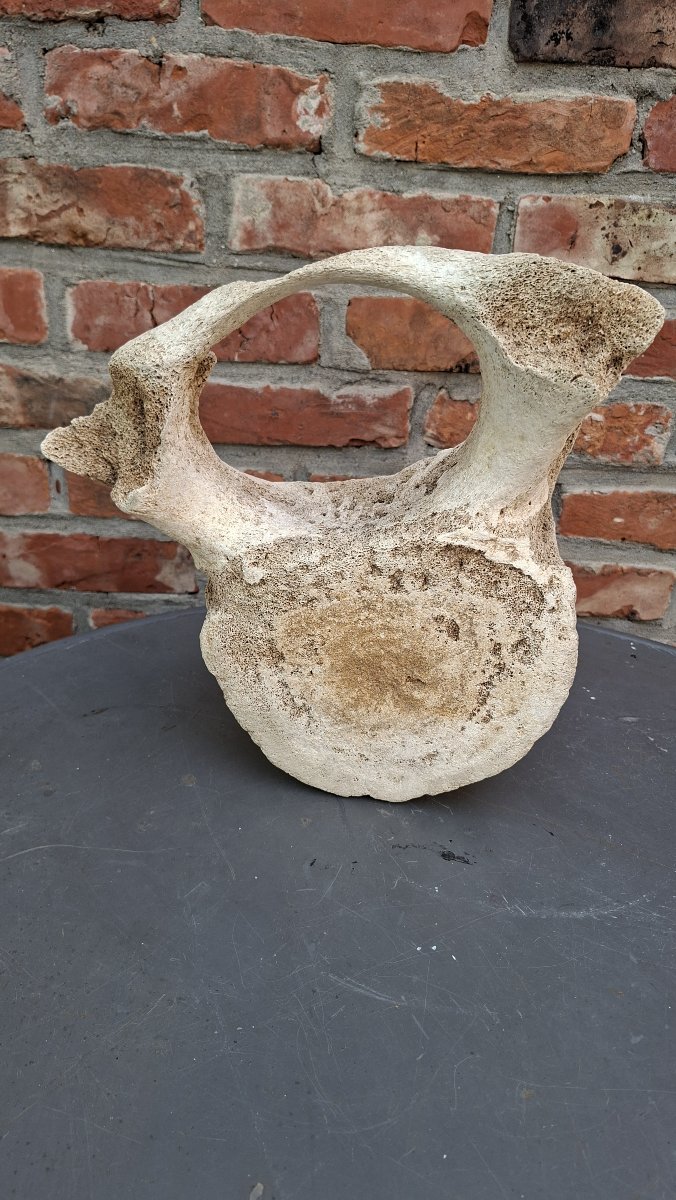 Large Fossil: Mammoth Vertebra On A Pedestal 