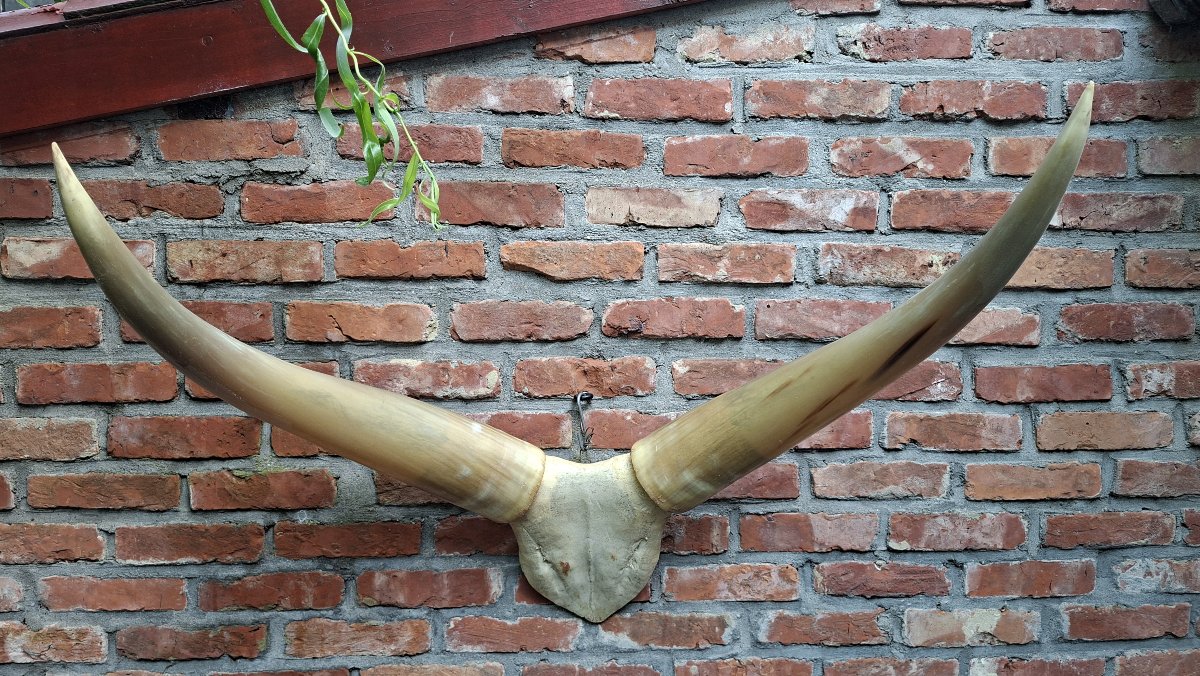 cornes de big horn-photo-2