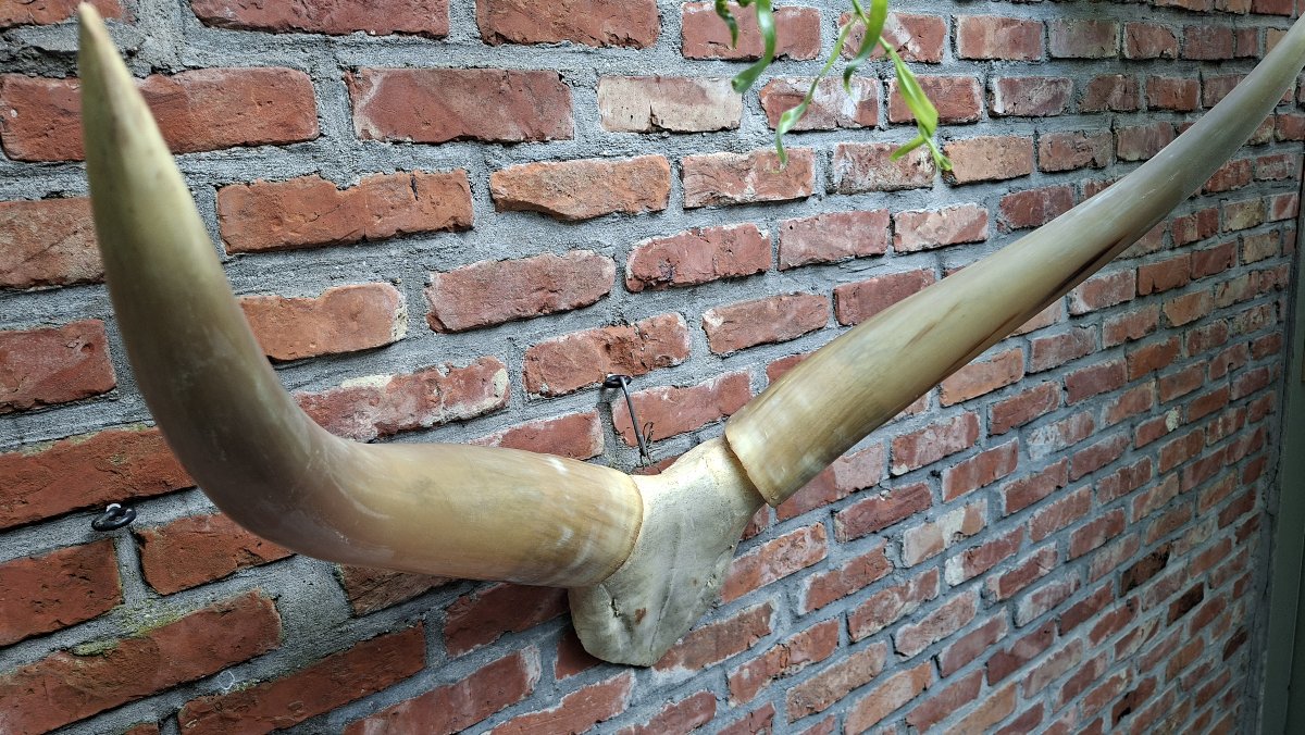 cornes de big horn-photo-3