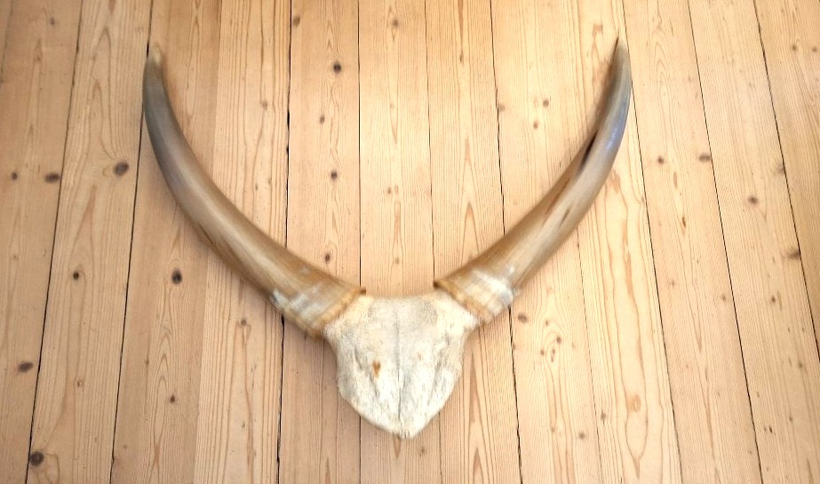 cornes de big horn