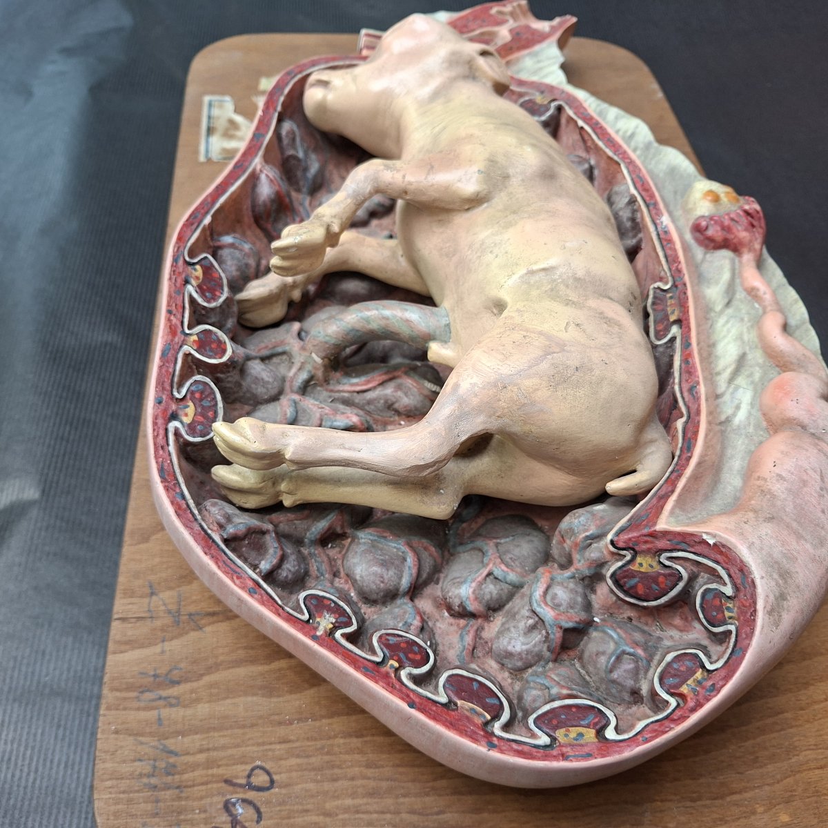 Fétus gestation de bovidé  Ecole vétérinaire début XXe-photo-2