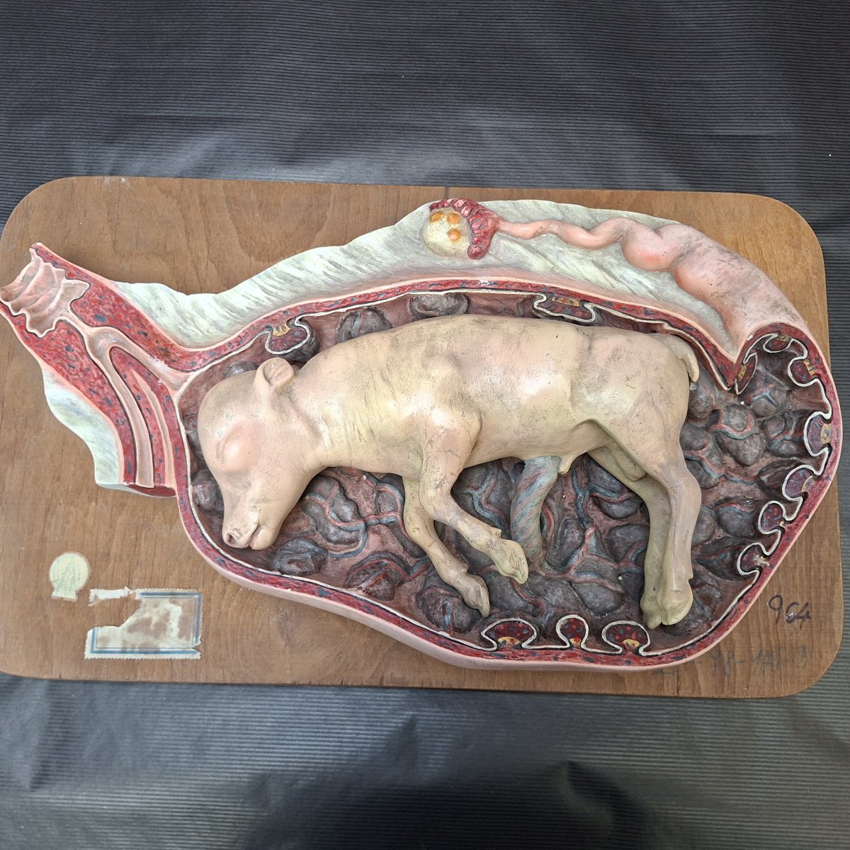 Fétus gestation de bovidé  Ecole vétérinaire début XXe-photo-3