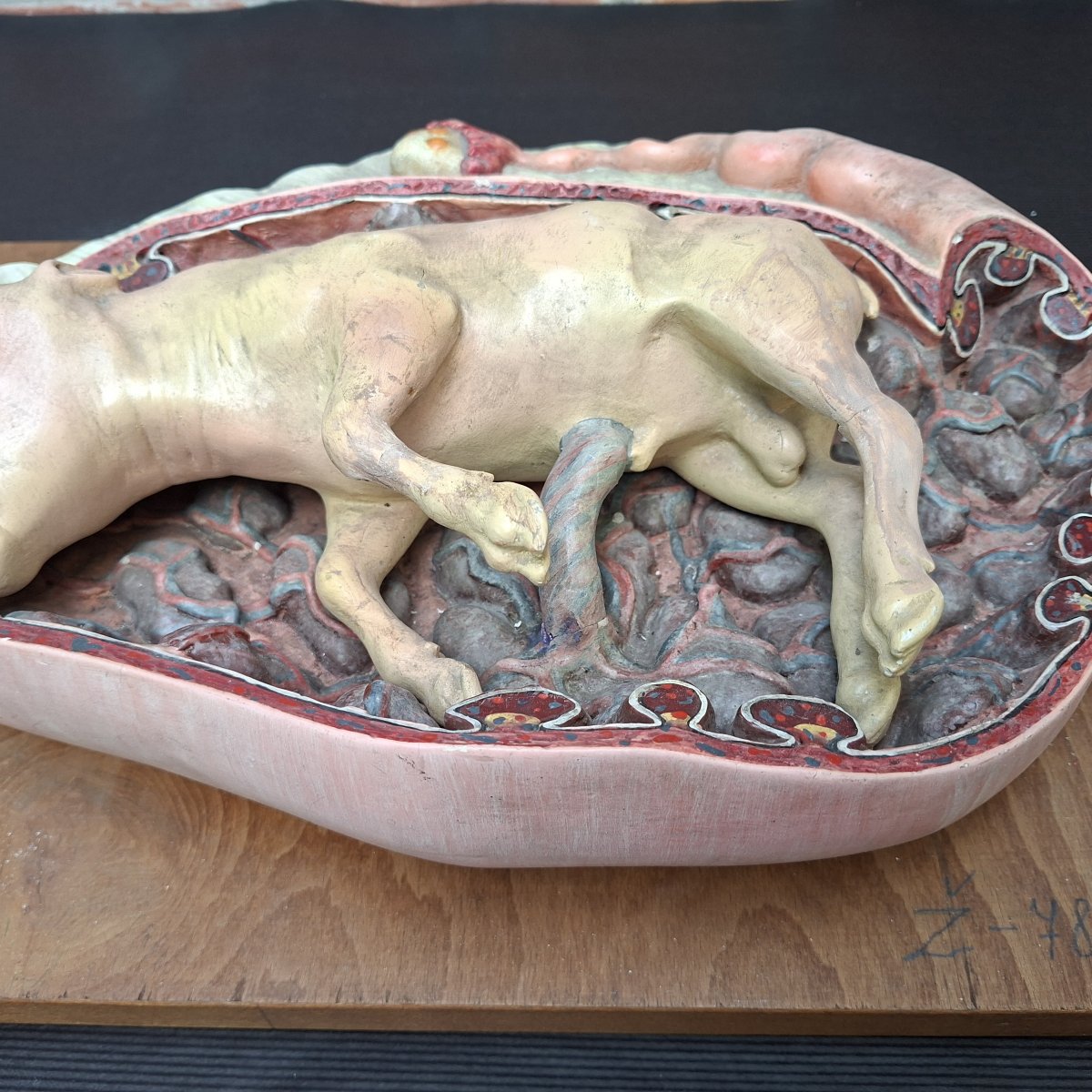 Fétus gestation de bovidé  Ecole vétérinaire début XXe-photo-1