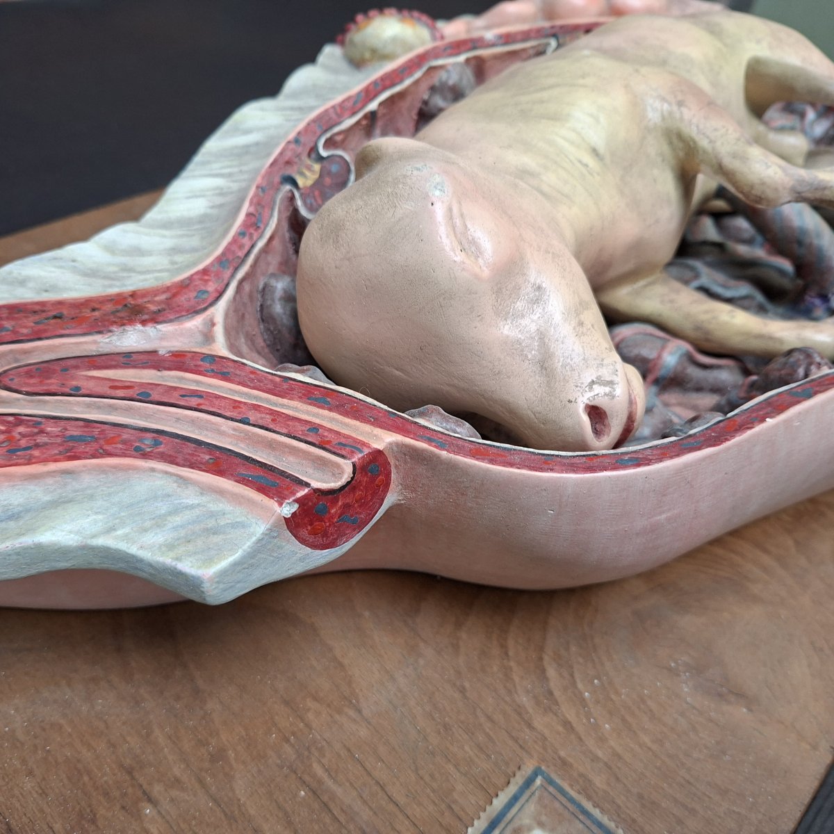 Fétus gestation de bovidé  Ecole vétérinaire début XXe-photo-2