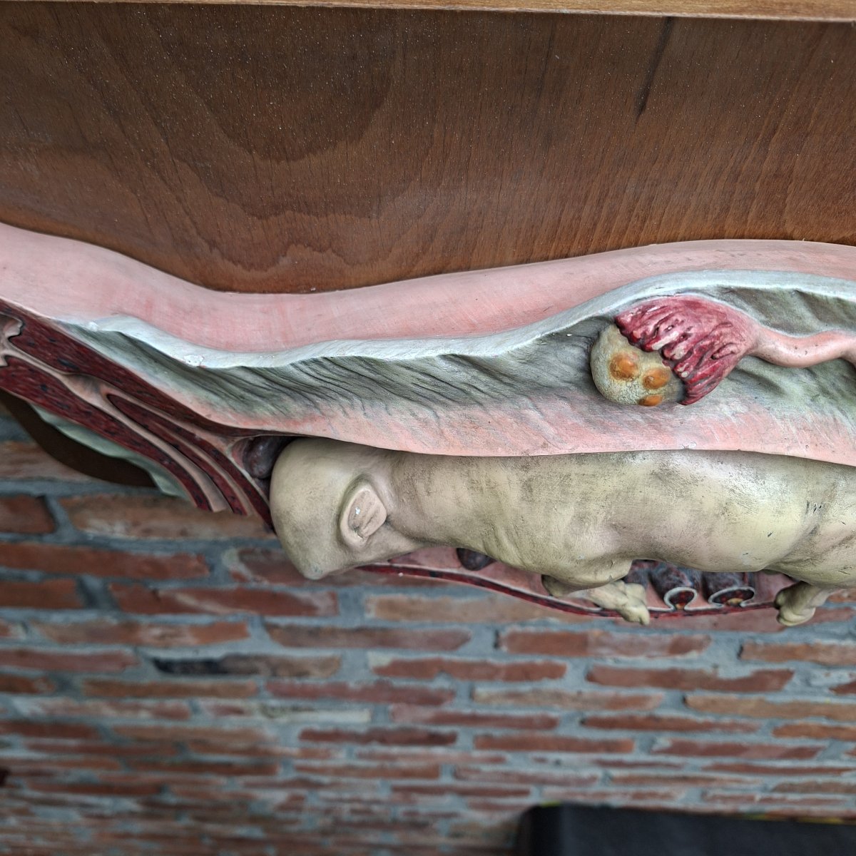 Fétus gestation de bovidé  Ecole vétérinaire début XXe-photo-4