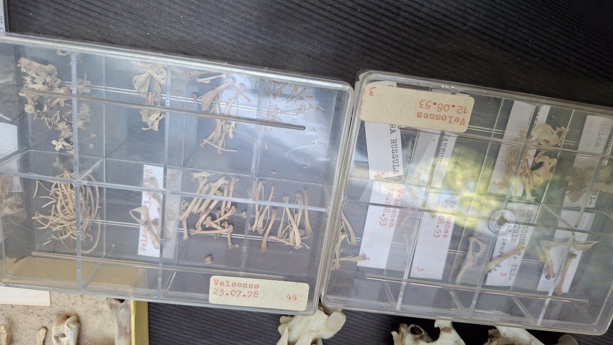 ostéologie :  des tas et des tas d'os-photo-2