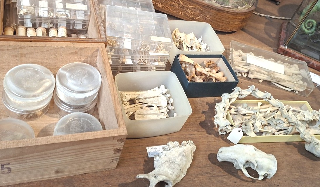 ostéologie :  des tas et des tas d'os-photo-3