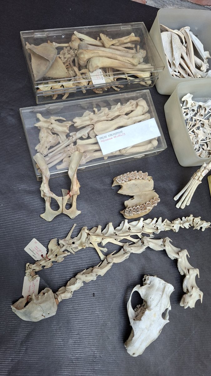 ostéologie :  des tas et des tas d'os-photo-4