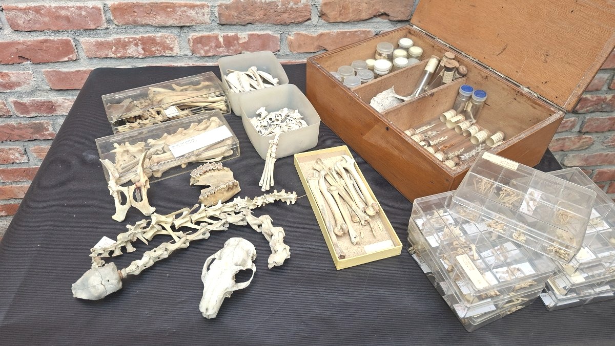 ostéologie :  des tas et des tas d'os