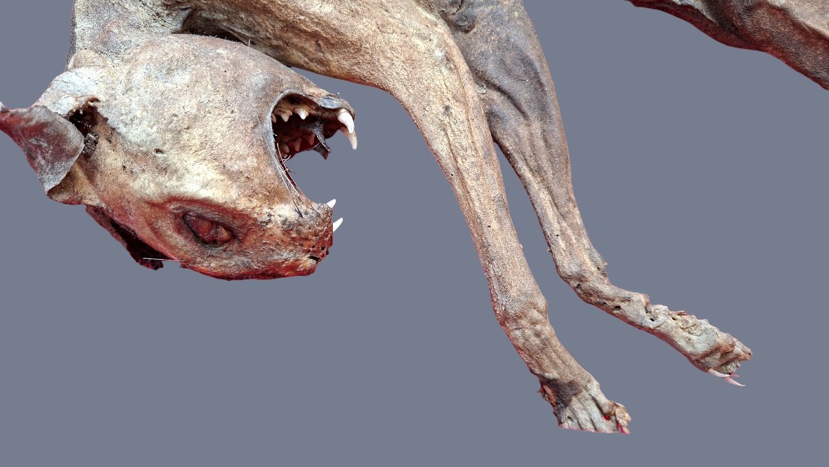 Mummy Of An Evil Cat-photo-3