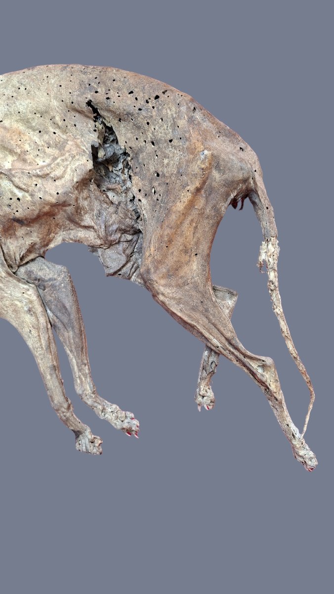 Mummy Of An Evil Cat-photo-4