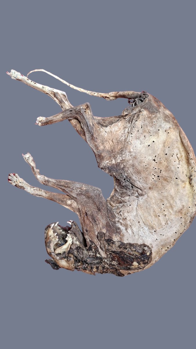 Mummy Of An Evil Cat-photo-1