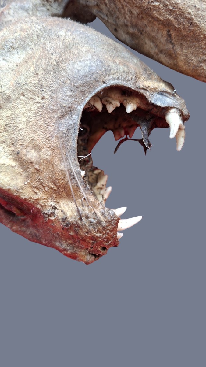 Mummy Of An Evil Cat-photo-2