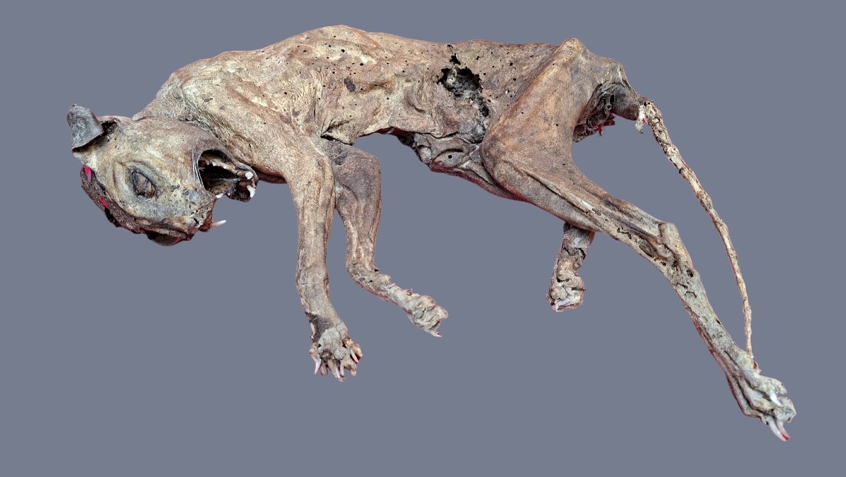 Mummy Of An Evil Cat-photo-4