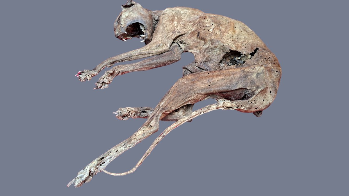 Mummy Of An Evil Cat