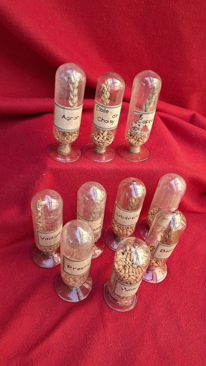 DIX PILULIERS XIXe MONSTRANCE DE BLES ANCIENS-photo-4