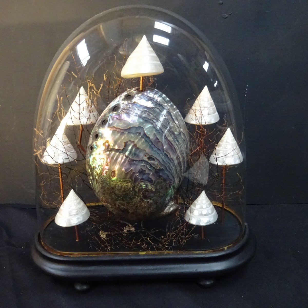 Torcas Et Abalone Sous Globe-photo-2