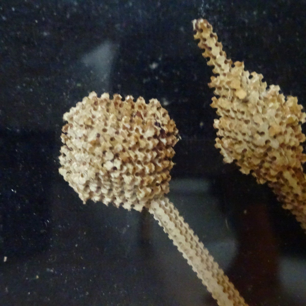 Single Piece Lace, Arma Christi And Paperolles-photo-1