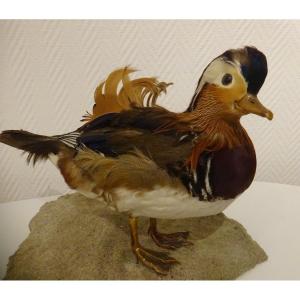 Mandarin Taxidermy