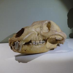 Osteologie Crane d'Ours Qui Sort Du Musee