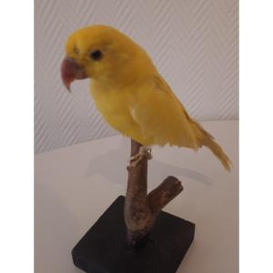 Large Yellow Parakeet Taxidermy