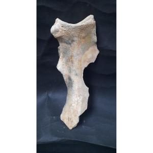  Huge Mammoth Bone